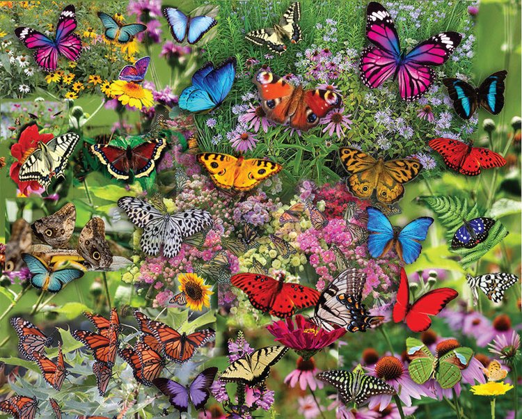 Butterflies, Butterflies, Butterflies! | 1000pc Puzzle – Door