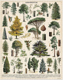 Arboretum | 1000pc Puzzle