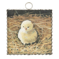 Baby Chick | Mini Gallery