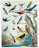Audubon Birds | 1000pc Puzzle