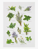 Herbs Field Guide Kitchen Towel